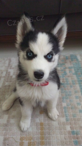 Sibi�sk� husky s kr�sn�ma modr�ma o�ima adopce.