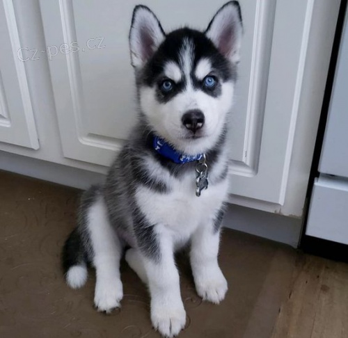 Sibi�sk� husky s kr�sn�ma modr�ma o�ima adopce.