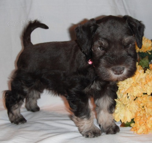 �t��ata mal�ho kn�ra�e k adopci.