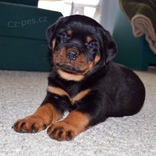 �t��ata rotvajlera k adopci.