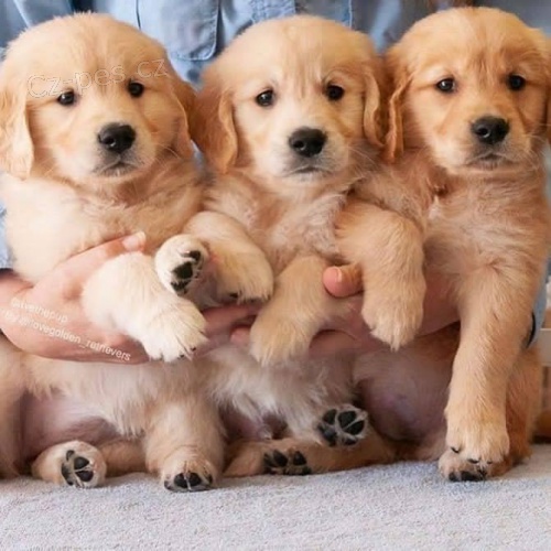 �t��ata zlat�ho retr�vra k adopci.