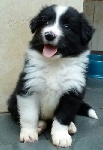 �t��ata border kolie k adopci.