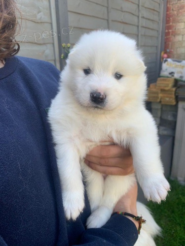 ڞasn� Samoyed �t��ata.