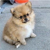 Roztomil� pomeransk� �t��ata.