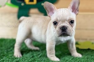 Kr�sn� �t��ata francouzsk�ho buldo�ka.