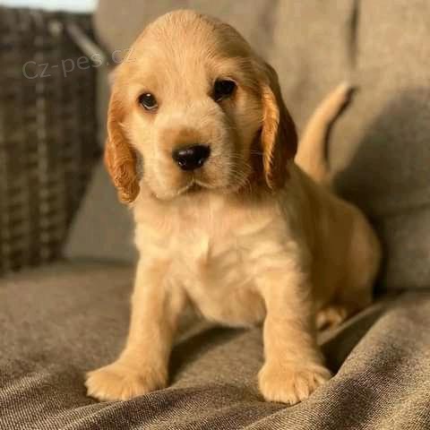 �t��ata kokr�pan�l�..