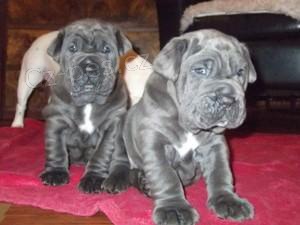 Neapolsk� �t��ata mastifu.