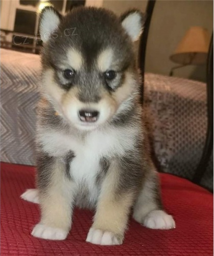 Dv� �t��ata alja�sk�ho malamuta