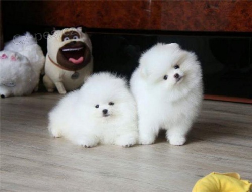 �t��ata Pomeranians.