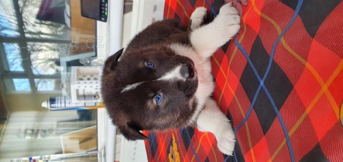 Kr�sn� americk� �t���tka Akita..
