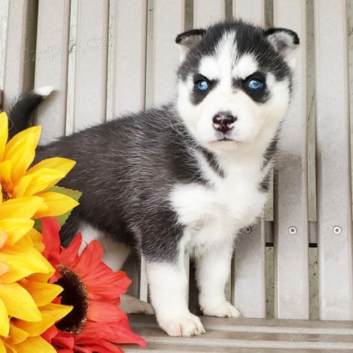 Rozko�n� sibi�sk� husky s kr�sn�ma modr�ma o�ima k adopci.