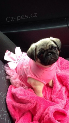 Kr�sn� b�ov� �t��ata mopse k adopci