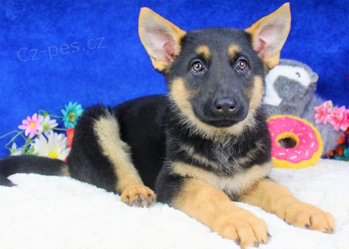 Prod�m �t��ata n�meck�ho ov��ka