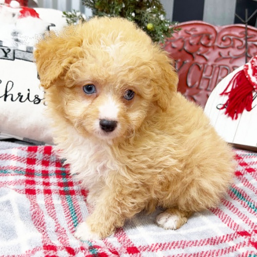 Aussiedoodle �t��ata k adopci. V�echna �t��ata jsou o�kovan� a zdrav�