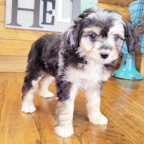 Aussiedoodle �t��ata k adopci. V�echna �t��ata jsou o�kovan� a zdrav�