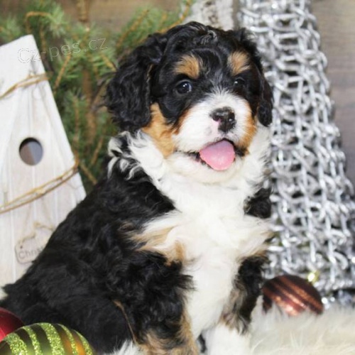 �t��ata Bernedoodle k adopci. V�echna �t��ata jsou o�kovan� a zdrav�