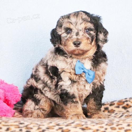 �t��ata Bernedoodle k adopci. V�echna �t��ata jsou o�kovan� a zdrav�