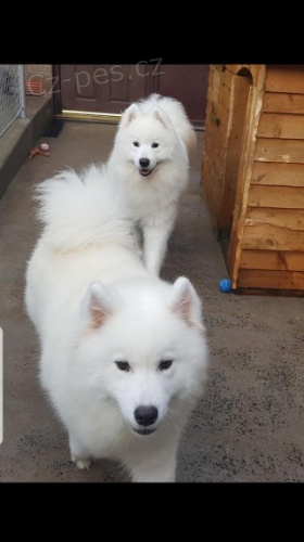 Sn�hurka Samoyed �t��ata.