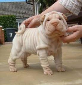 Shar Pei �t��ata.
