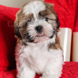 Shih Tzu �t��ata..