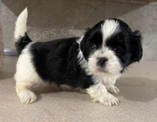 tata Shih-tzu