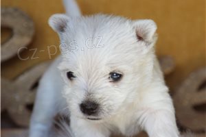 �t��ata West Highland teri�ra.