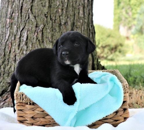 Labrador �t��ata.