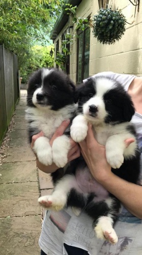 �t��ata border kolie.