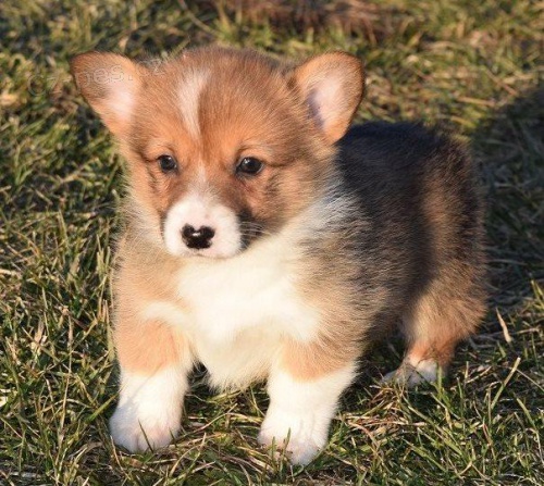 Corgi Pembroke �t��ata.,