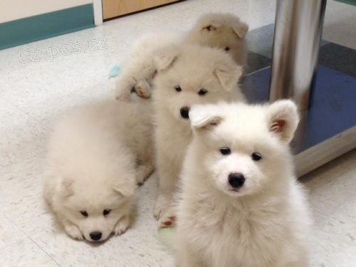 ڞasn� Samoyed �t��ata.