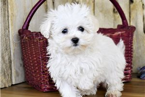 Rozko�n� maltsk� �t��ata.