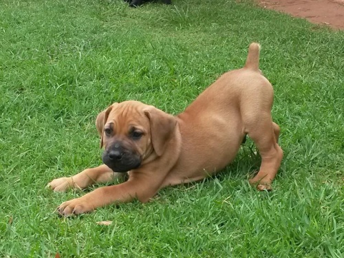 Kr�sn� �t���tka boerboel.