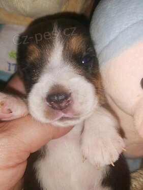 �t��ata b�gl�.