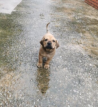 Bullmastiff �t��ata.