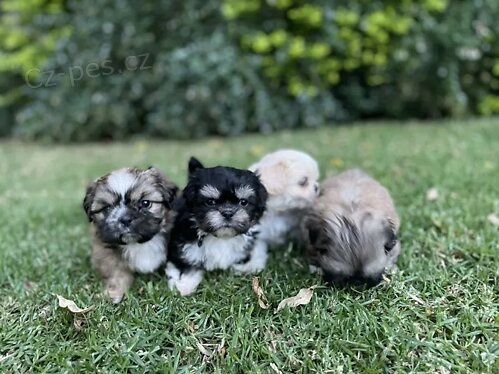 Shih Tzu �t��ata.