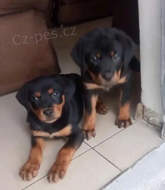 Kr�sn� �t��ata rottweiler�.