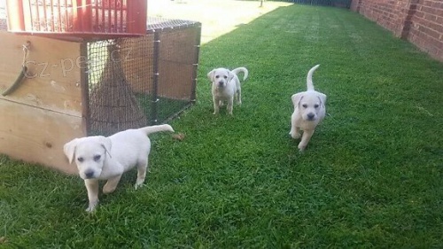 Labrador �t��ata.