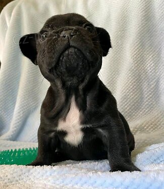 Rozko�n� �t��ata francouzsk�ho buldo�ka.