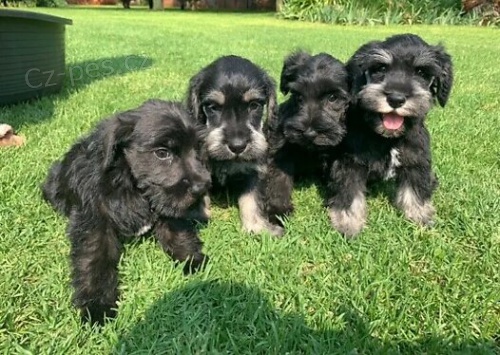 Miniaturn� �t��ata kn�ra��.