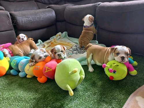 �t��ata anglick�ho buldoka.