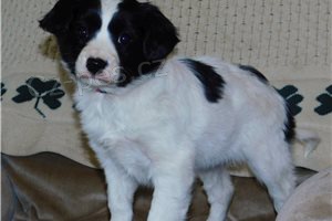 Kaval�r King Charles �pan�l �t��ata.,