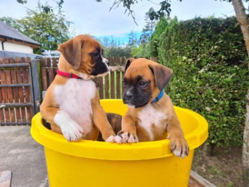 �istokrevn� boxersk� �t��ata.