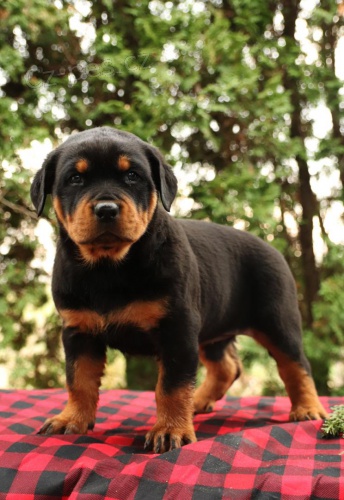 �t��ata rottweiler� nejvy��� kvality.