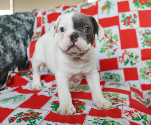 Vycvi�en� �t��ata francouzsk�ho buldo�ka.