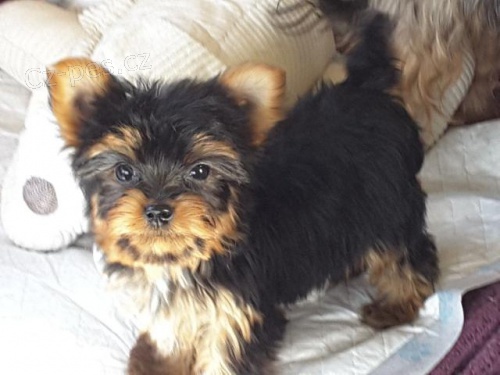 �ajov� ��lek Yorkie �t��ata.