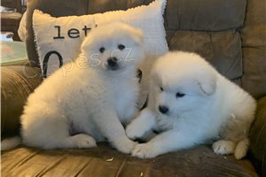 Vycvi�en� �t��ata Samoyed.