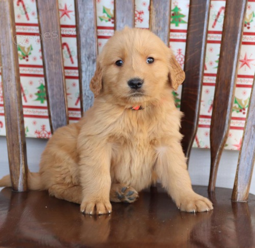 �t��ata zlat�ch retr�vr�.