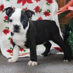 �t��ata Bostonsk�ho teri�ra.