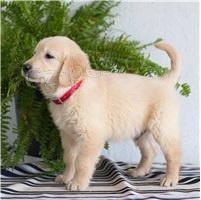 �t��ata zlat�ho retr�vra.