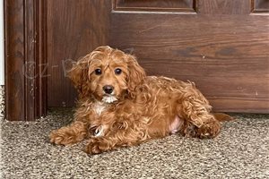 Chytr� �t��ata Cavapoo.